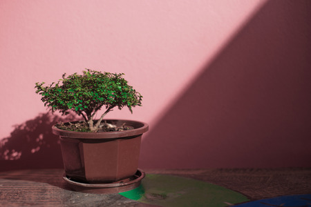 A little green tree in pot and on the table.の写真素材