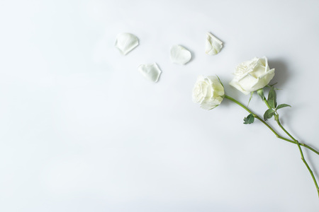 Fresh white rose flower on white background, Background copy spaceの写真素材