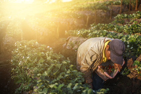 Farmer pick strawberry in the morning at strawberry fieldの写真素材