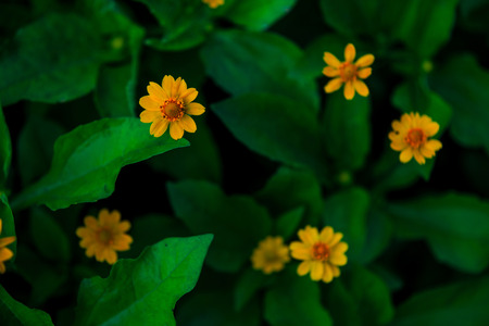 Spring background,The little yellow flowers. Selective focusの写真素材