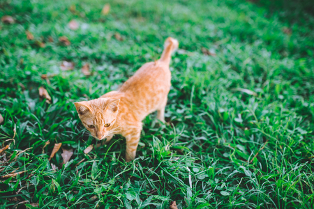 little brown kitten walking on the grass.の写真素材