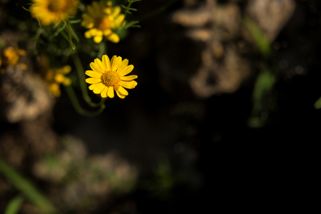 Spring background,The little yellow flowers in the morningの写真素材