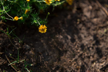 Spring background,The little yellow flowers in the morningの写真素材