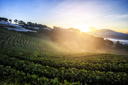 Lanscape of strawberry field in the mornning.の写真素材