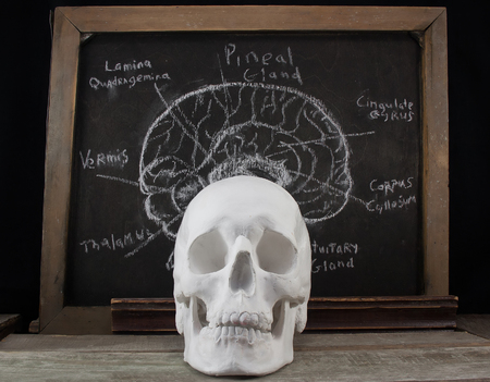 Old anatomy board and skull. Old black anatomy board with brain structure illustration and white skull laying on a wooden table.の写真素材