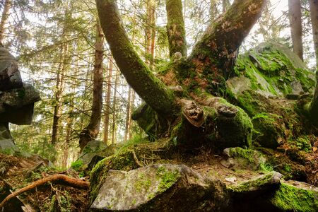 Summer mysterious forest landscape photo with curved old tree, moss, roots, rocks and blue sky.の写真素材