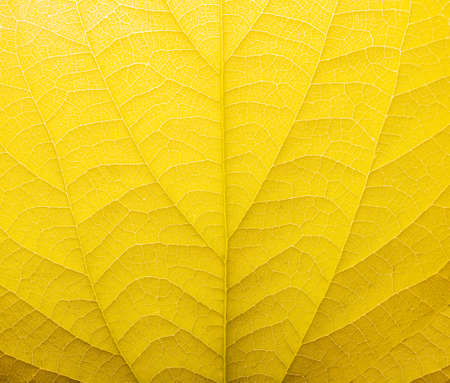Macro close-up photo texture of yellow colored leaf pattern.
