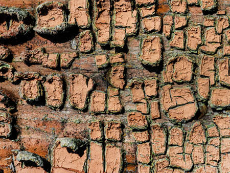 Texture photo of wooden old plank surface with peeled off old paint.