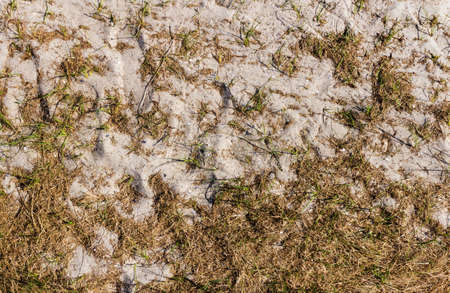 Backdrop photo texture of dry grass with sand uppper view.の写真素材