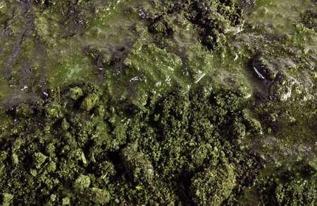 Closeup photo texture of dirt and mud, green colored substance.