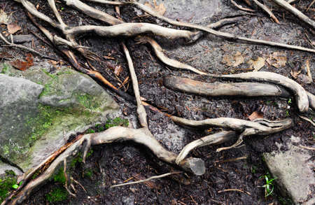 Background photo texture of forest roots and stone with moss.