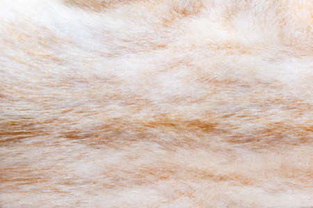 Backdrop close-up photo texture of red and brown colored cat animal fur and hair.の写真素材