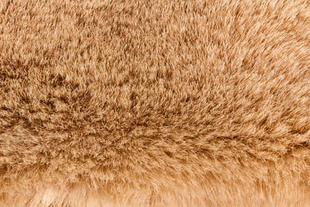 Backdrop close-up photo texture of brown colored animal fur material.の写真素材