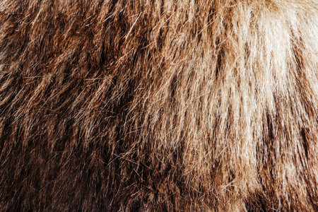 Backdrop close-up photo texture of brown colored animal fur material.の写真素材