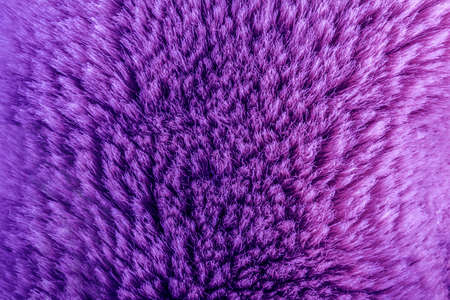 Backdrop close-up photo texture of purple colored animal fur material.