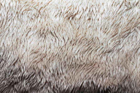Backdrop close-up photo texture of light colored fur material.の写真素材