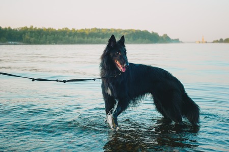 Siberian husky dog staying near mountain river. Young wild dog in the forest. The dog is swimming in lake.の写真素材