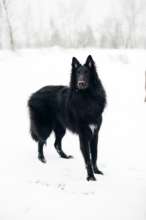 Belgian shepherd groenendael female in the woods during winterの写真素材