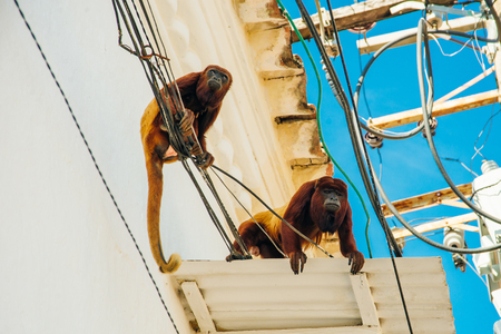Two gray langur females with monkey babyinvade a rooftop in Udaipur cityの写真素材