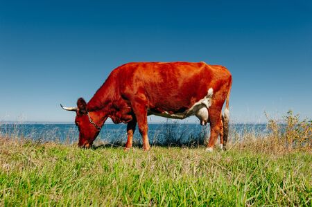 Red cow pasture in village at summerの写真素材