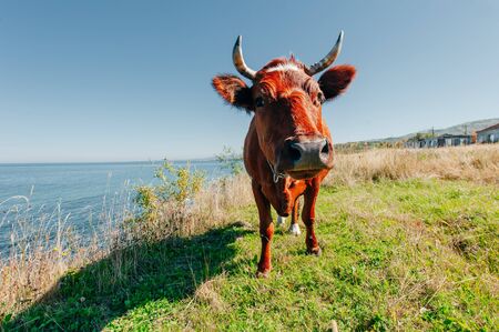 Red cow pasture in village at summerの写真素材