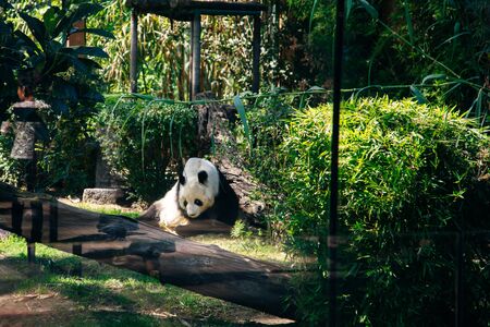 Hungry giant panda bear eating bamboo in zoo