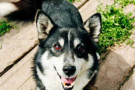 black and white smiling friendly dog の写真素材