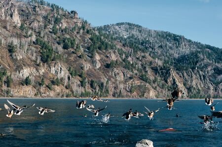 Duck flock takes off from water.