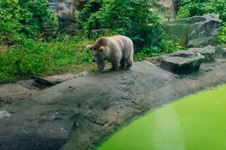 The mainland grizzly Ursus arctos horribilis portait of the big female bear.Big bear goes down the slope.の写真素材