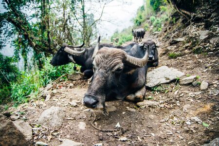A group of water buffalo grazing in a clearing along the Mardi Himal trek.
