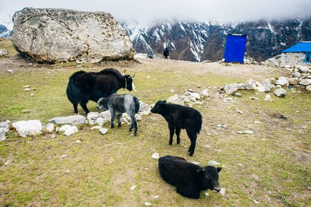 Baby Himalayan Yak on himalayas Nepalの写真素材