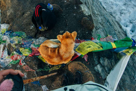 Man's best friend gazez into the valley. This is a high altitude Himalayan mutt.の写真素材