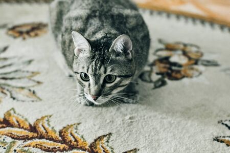the cat hunts mice in the house
