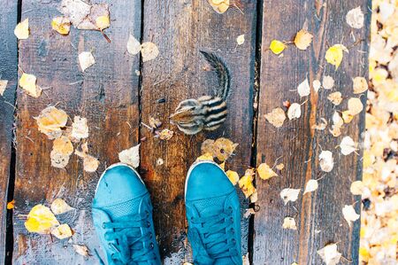 chipmunk at the feetの写真素材