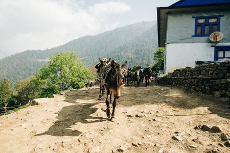 donkey laden with a load against the backdrop of beautiful naturel in Himalayas.