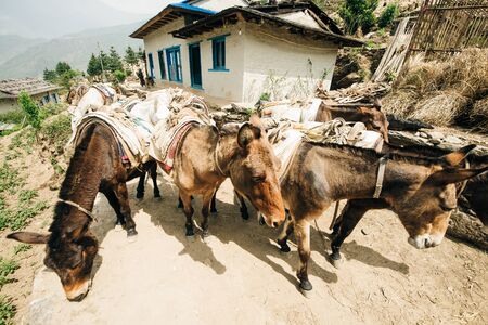 donkey laden with a load against the backdrop of beautiful naturel in Himalayas.の写真素材