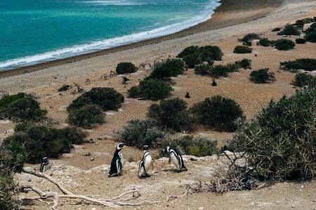 Magellanic Penguins dwelling by their nest at the rocks above the beach at Valdes Peninsula,...