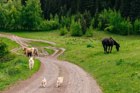 Stray dog with puppies on the road in the forest in russia