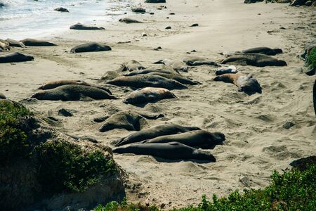 Alert Harbor Seals Phoca vitulina in Moss Beach, San Mateo County, California,USA.の写真素材
