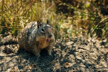 sweet golden hamster that shows the tongue and is against the background of a springの写真素材