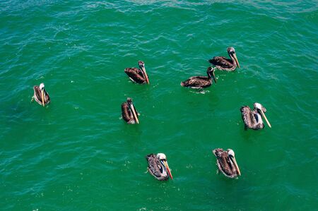 A group of pelicans enjoying a sunny day in the blue sea. Many white wild pelicans swim in the bay