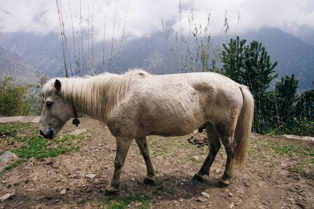 white horse in the mountainsの写真素材
