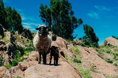 two sheep on the rocks in the mountains in Peruの写真素材