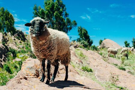 sheep on the rocks in the mountains in Peruの写真素材