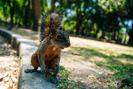 Close cute nut eating a gray squirrel in a park in Mexico City
