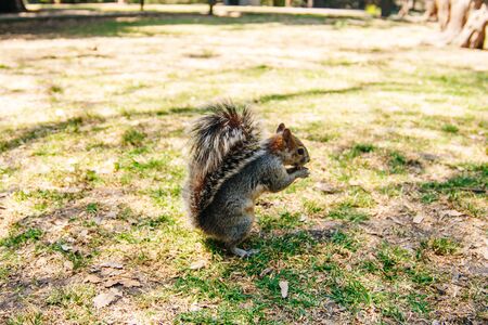 Close cute nut eating a gray squirrel in a park in Mexico Cityの写真素材