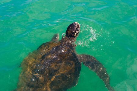 Turtle on the surface of the waterの写真素材