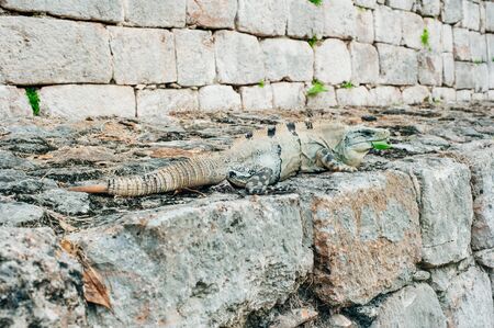 Iguana sitting on a structure of rock blocks in mexico