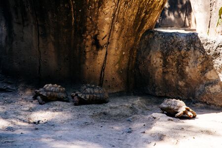 Giant Tortoise Turtle, Zoo mexico cityの写真素材