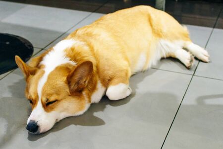 Dog welsh corgi pembroke is sleeping in studioの写真素材